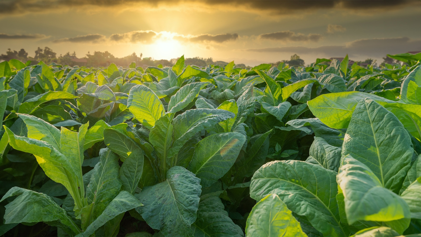 Wholesale Tobacco Supplier In Lebanon