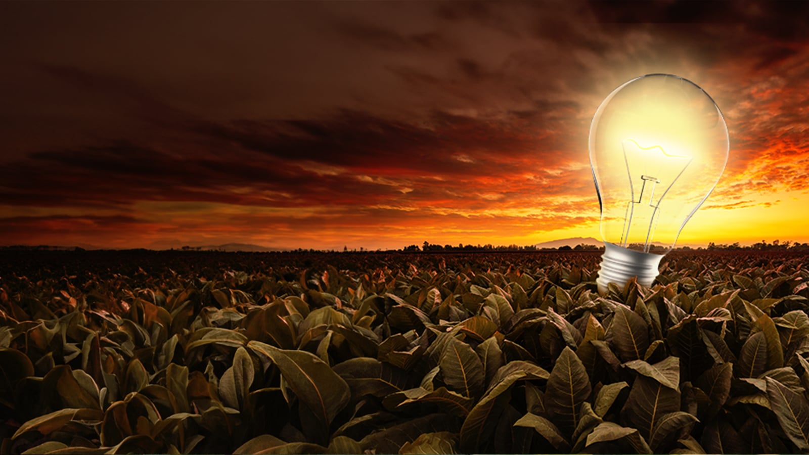 Light bulb 1600x90011 1